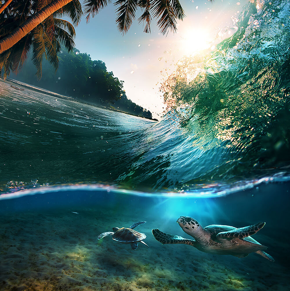 The Nature Conservancy - Social Media Growth in Latin America